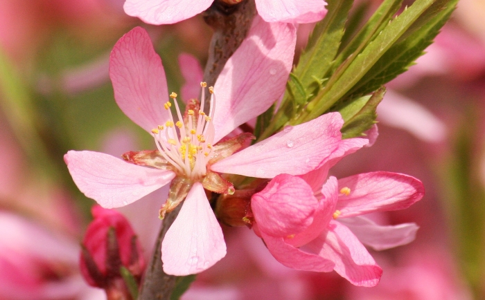 Prunus tenella image