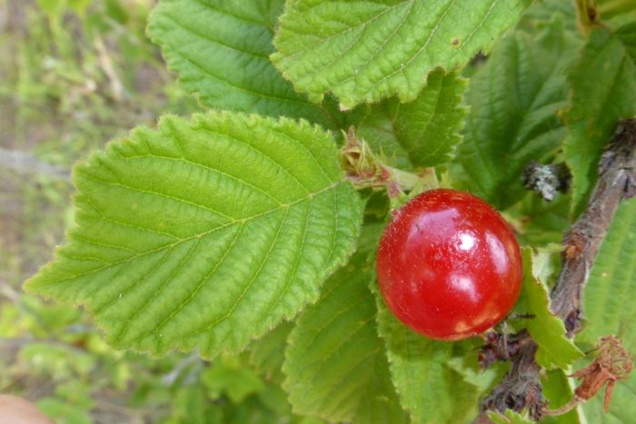 Prunus tomentosa image
