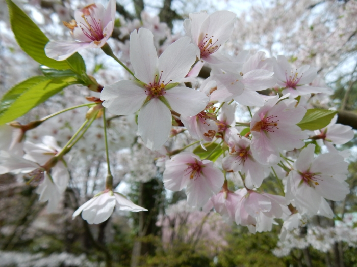 Prunus ×yedoensis image