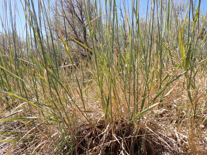 Psathyrostachys juncea image