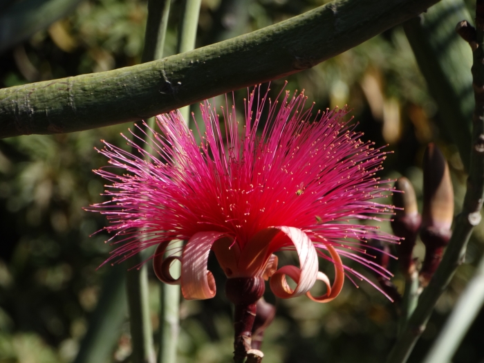 Pseudobombax ellipticum image