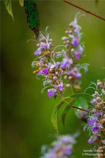 Pseudocaryopteris bicolor image
