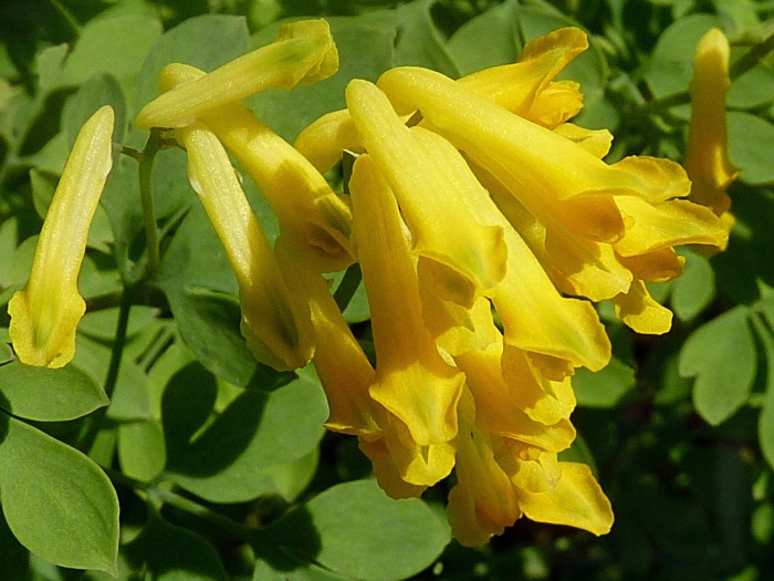 Pseudofumaria lutea image