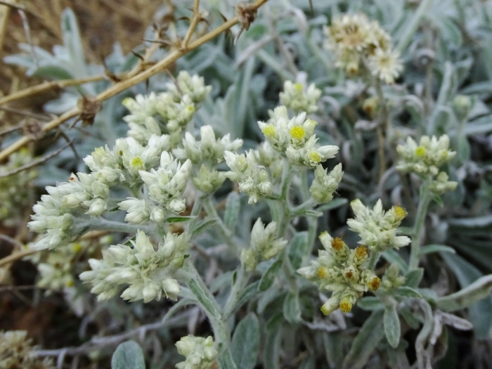Pseudognaphalium canescens image