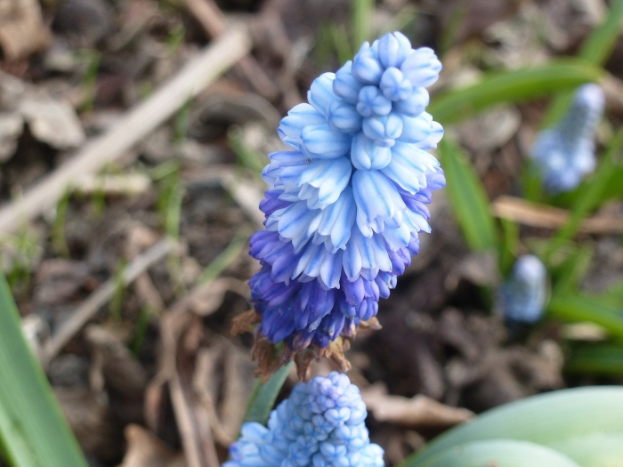 Pseudomuscari azureum image