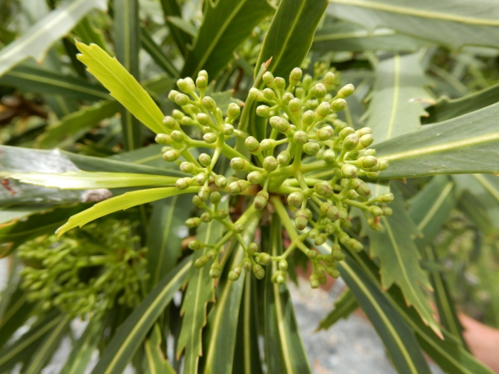 Pseudopanax crassifolius image