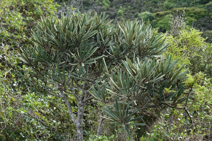 Pseudopanax ferox image