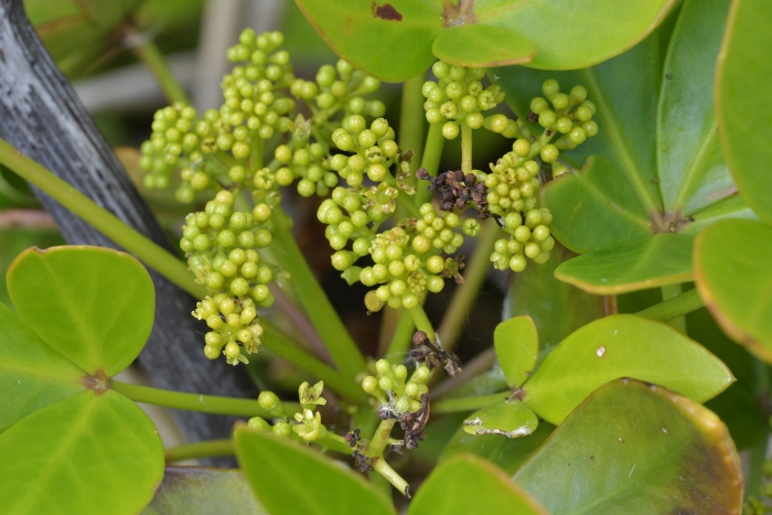 Pseudopanax lessonii image
