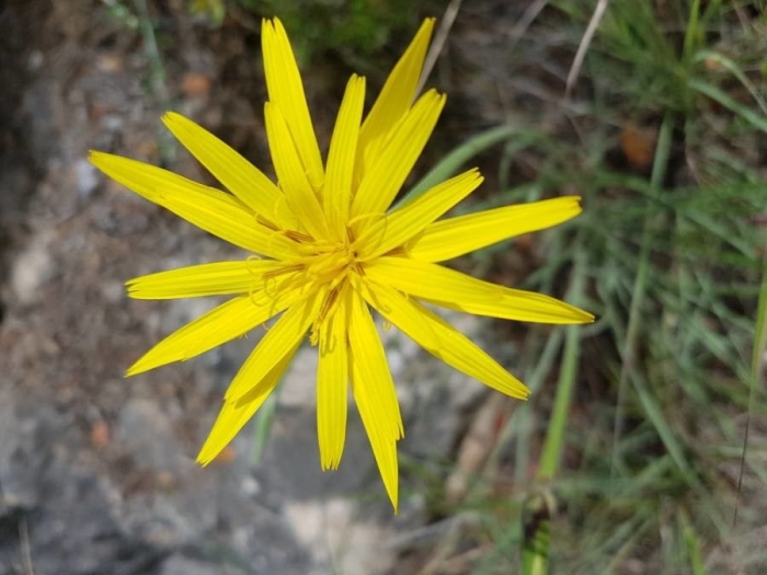 Pseudopodospermum hispanicum image
