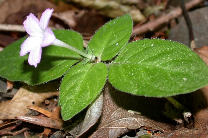 Pseudopyxis depressa image