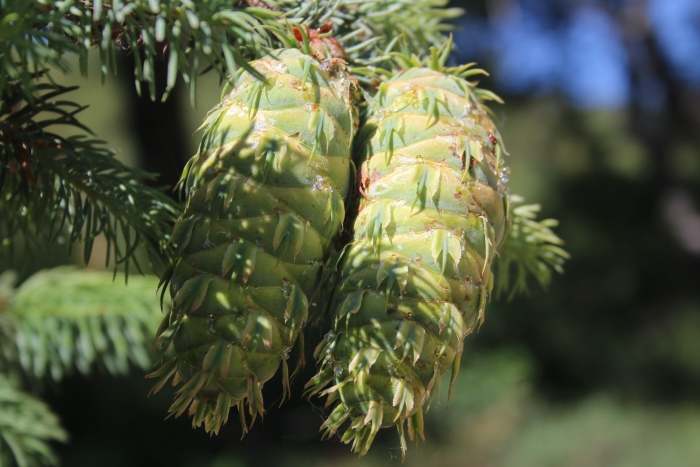 Pseudotsuga macrocarpa image