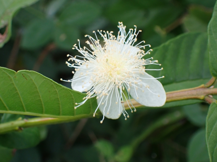 Psidium guajava image