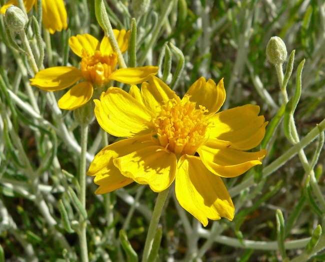 Psilostrophe cooperi image