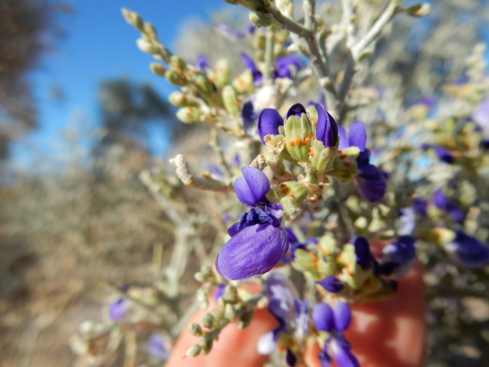 Psorothamnus spinosus image