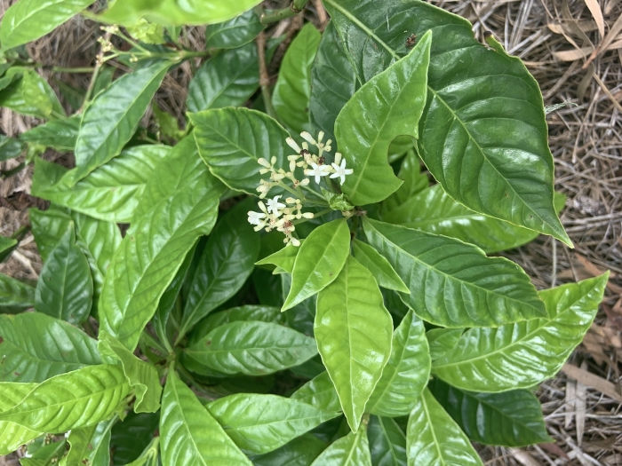 Psychotria nervosa image