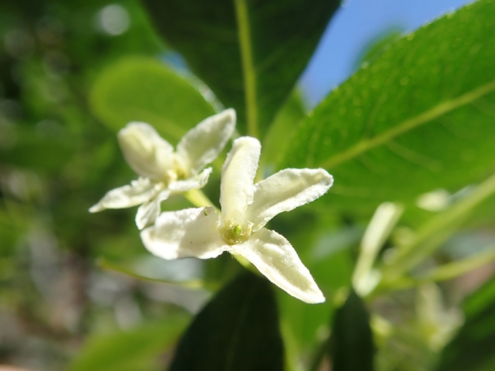 Ptelea crenulata image