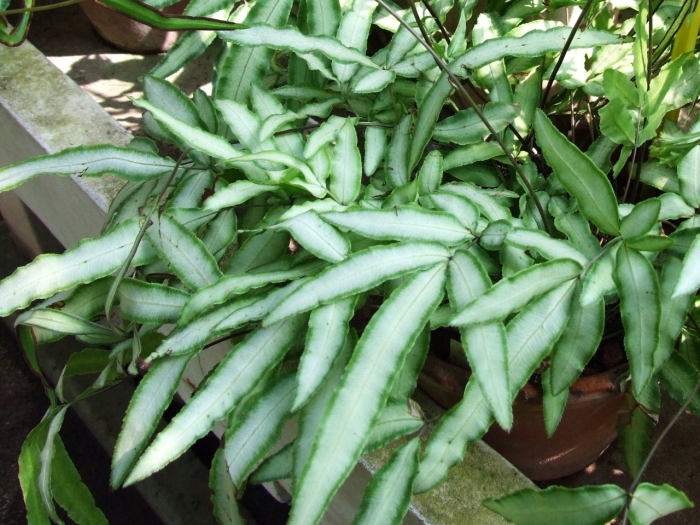 Pteris cretica image