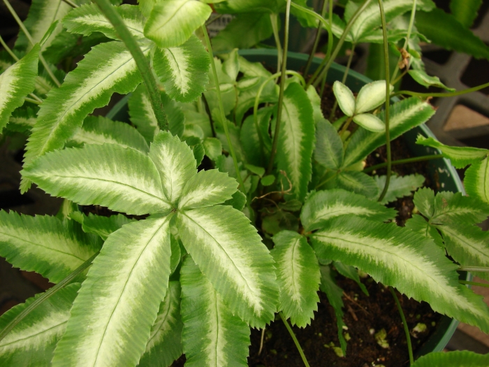 Pteris ensiformis image