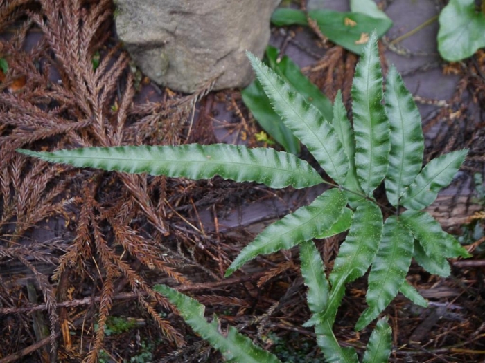 Pteris parkeri image