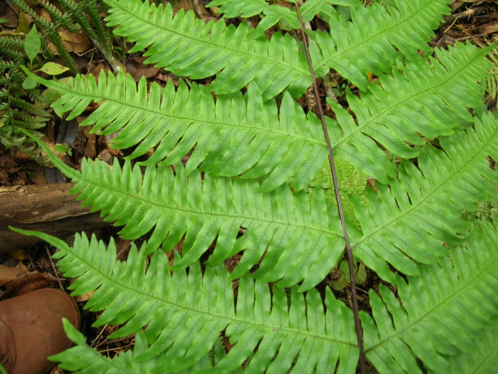 Pteris terminalis image