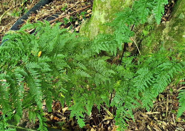 Pteris tremula image