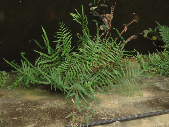 Pteris vittata image
