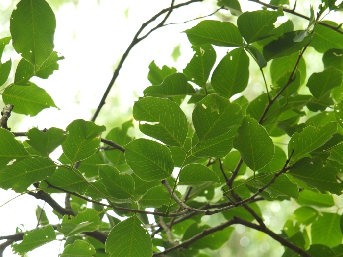Pterocarpus marsupium image
