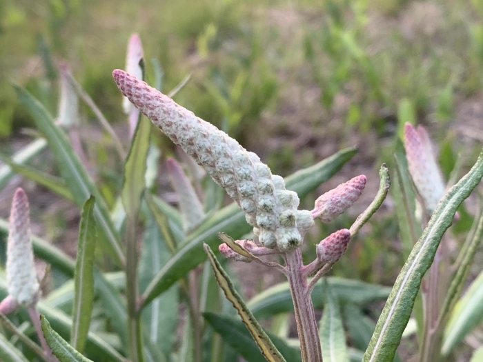 Pterocaulon pycnostachyum image