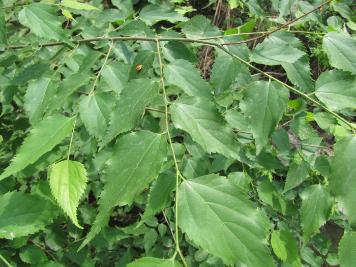 Pteroceltis tatarinowii image
