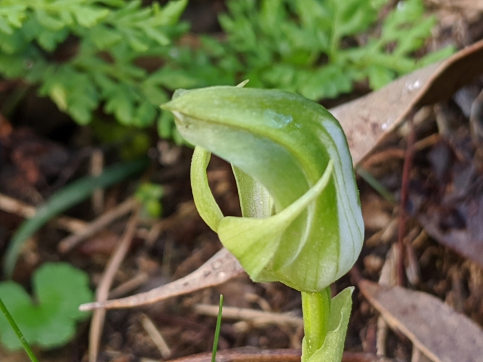Pterostylis curta image