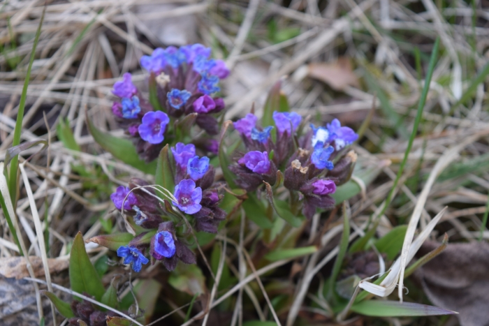 Pulmonaria angustifolia image