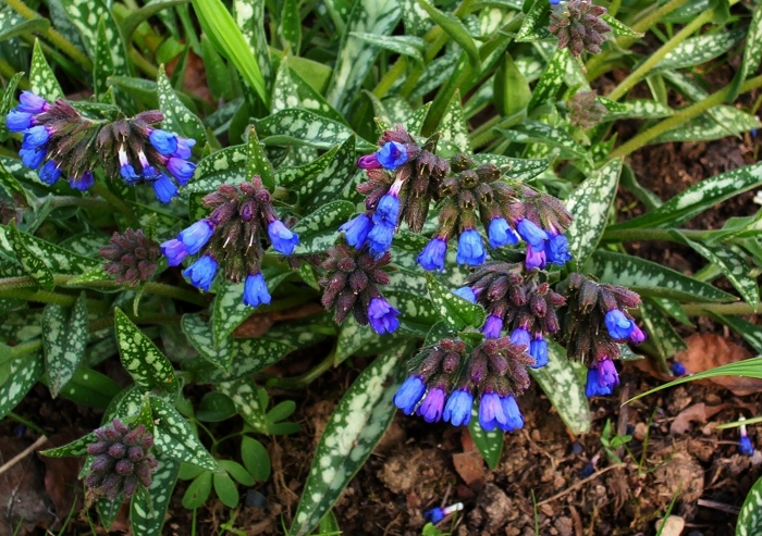Pulmonaria longifolia image