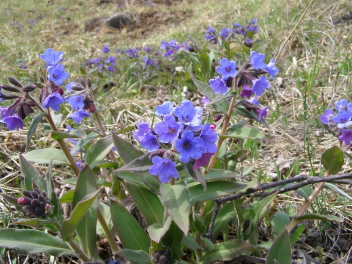 Pulmonaria mollis image
