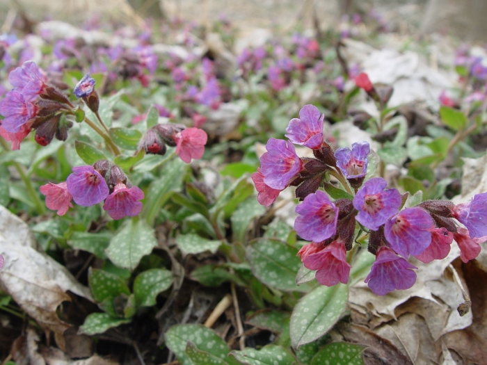 Pulmonaria officinalis image