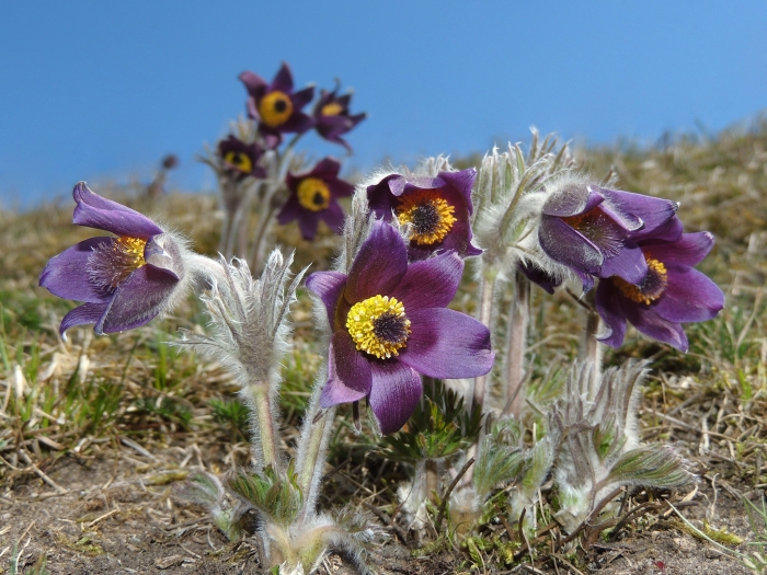Pulsatilla montana image