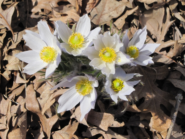 Pulsatilla patens image