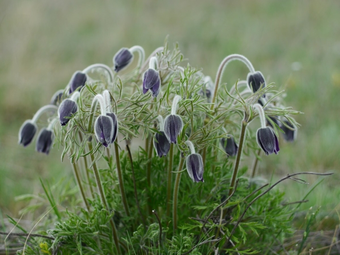 Pulsatilla pratensis image