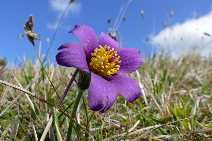 Pulsatilla vulgaris image