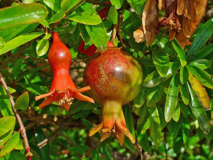 Punica granatum image