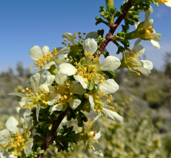 Purshia glandulosa image