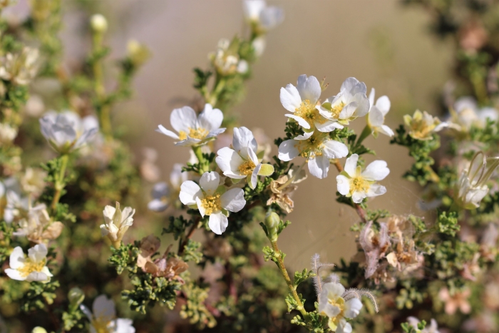Purshia mexicana image