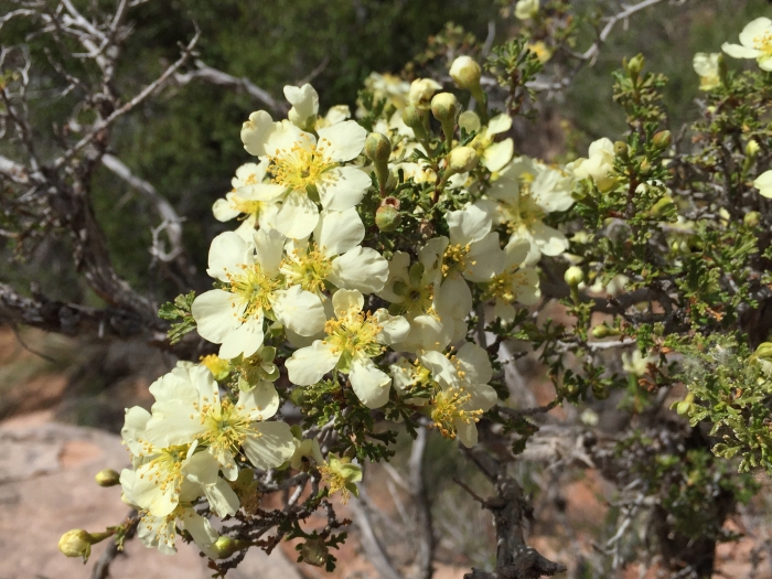 Purshia stansburiana image