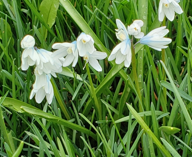 Puschkinia scilloides image
