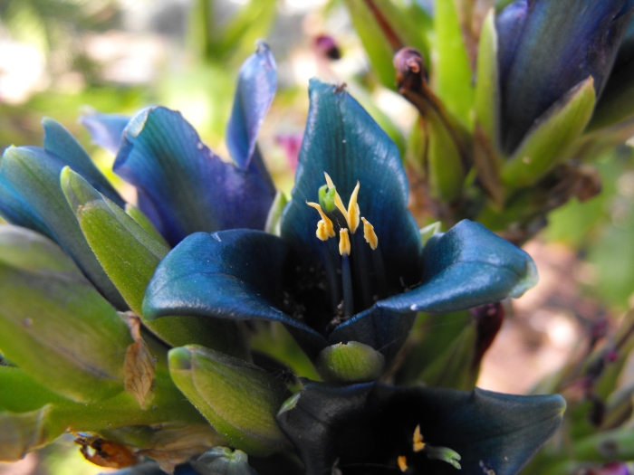 Puya alpestris image