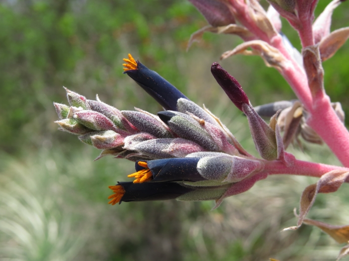 Puya coerulea image