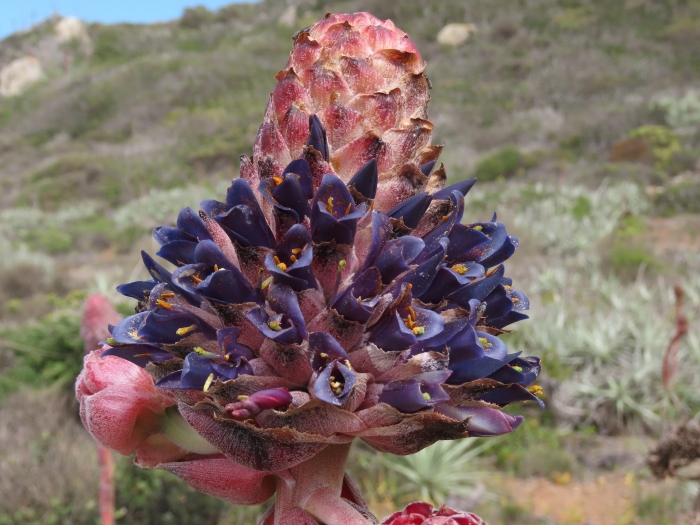 Puya venusta image