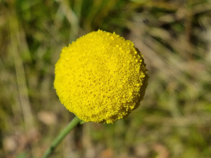 Pycnosorus chrysanthus image