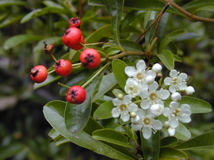 Pyracantha angustifolia image