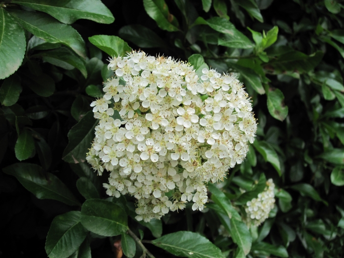 Pyracantha coccinea image