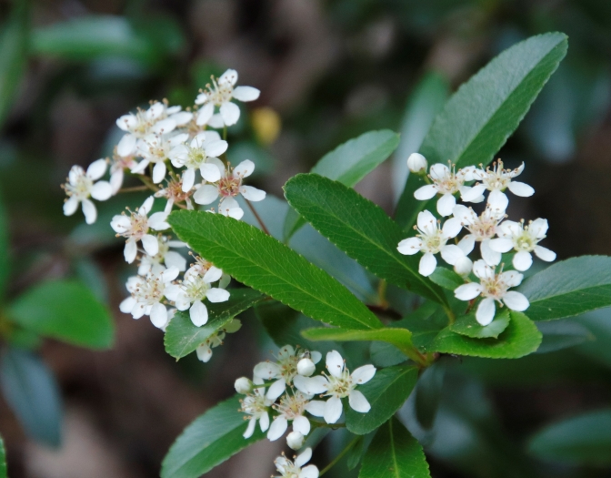 Pyracantha crenulata image